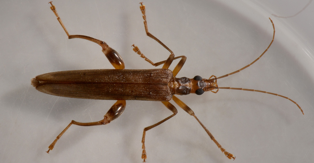 Oedemeridae:  Oncomera femoralis